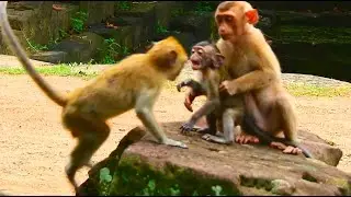 HUNGRY AND HURT BABY MONKEY ABANDONED @LIVE MONKEY CHANNEL