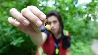 Идентификатор растения: особерри (Oemleria cerasiformis).