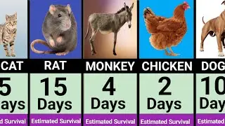 How Long Can Animals Survive Without Sleep 😴