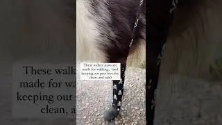 Walkee Paws are made for dog Walks  #dog #walkies #dogbreed #puppy #dogwalkerlife #dogdog #dogtype