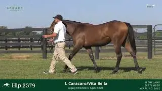 Hip #2379 - Filly by Caracaro - Vita Bella