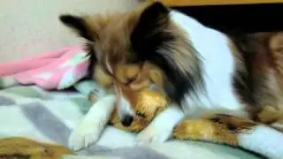 パピーではないけれど...