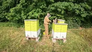 Are Our Hives Ready for More Supers? Hive Checkup Time!