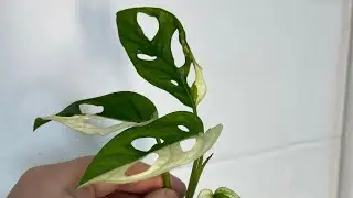 Monstera Adansonii Variegated rare houseplant, short.
