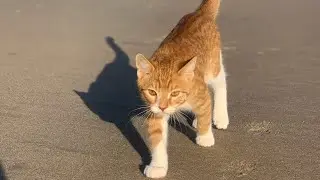 Marlin is BACK! The swimming Cat-Dog that LOVES water & the beach!  Cat who thinks he's a dog. FUNNY