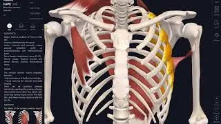 Body Wise Anatomy for shoulder blade stabilization