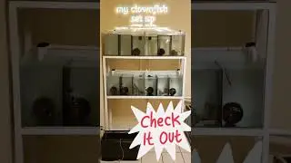my clownfish breeding set up