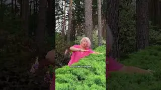 Альтернатива газону