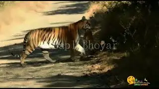 Umred Pauni Karandla wildlife sanctuary