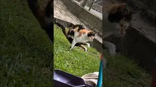 Strong cat 💪 #amazing #workout #gym #training #flexibility #mobility #yoga #wtf #cat #exercise