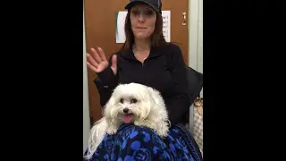 Recovery from Back Pain in a Maltese