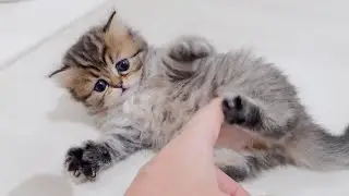 Когда я вернулась домой, котёнок был такой милый, что баловал себя!