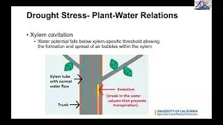Drought and the Tree Mortality Spiral