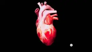 ❤️❤️ HEART functioning and anatomy ....| @smileplease1202|| 3D visualization||