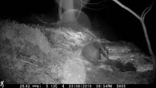 Badgers life - the constant itch..