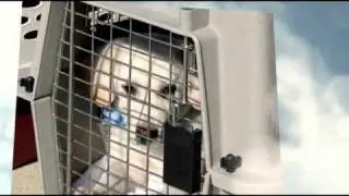 Airborne Rescue Society - The Amazing Flying Puppies