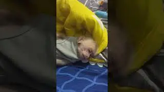 Fall a sleep Lion. Joyful Monkey and Human Bond Over Playful Pillow Fights, Creating Unforgettable