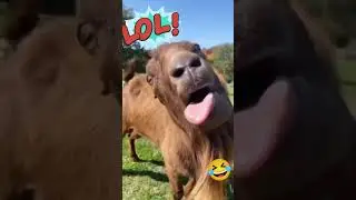 Goat Has a MELTDOWN in Public 🤣 Western Style Hilarious #goat #Shorts