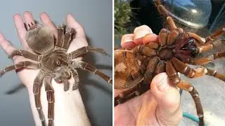 Goliath Birdeater: The World&rsquo;s Largest Spider You Won&rsquo;t Believe Exists 🕷️😱