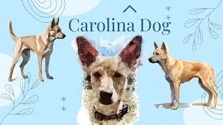 Carolina Dog Breed Guide: Everything You Need to Know | Dog Breed