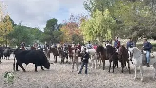TRASHUMANCIA, TOROS Y CABALLOS: LAS CAMPANADAS MÁS CAMPERAS DE ESPAÑA. MENSAJES PARA 2026 EQUITACIÓN