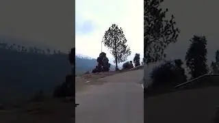 pet sleep on road