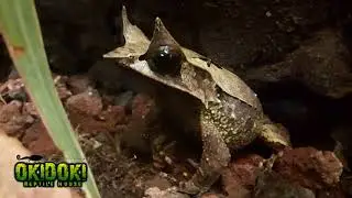 Megophrys Nasuta🐸🔊🎶📢Cantando - Singing!!