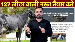 127 L Milk world Record | This is how to prepare the breed | High yield Cow Breed | Gir &times; HF Cros...