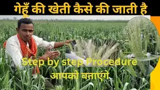 gehun ki kheti kaise karen#digitalkisan  #digitalfarming #Kisan #farming