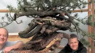 Man Size Bonsai   Mugo Pine Re pot
