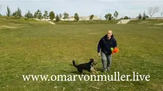 Dog training LIVE