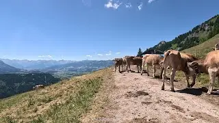 043   Traumtour   Ro&szlig;berg Alpe 2/2