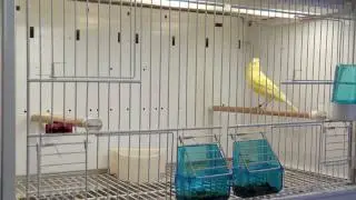 Pet Conversations - Song Machines