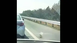 Respect, business goose#business#women#respect