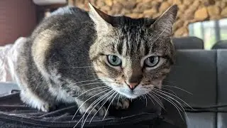 Pet sitting three cats and keeping them happy, healthy and entertained!