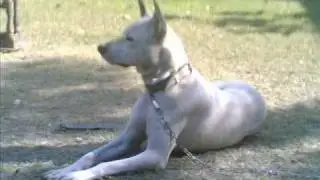 gull terr   (hinks bull terrier)