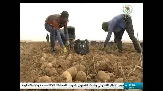 النعامة - انتاج معتبر في البطاطا الموسمية .. نحو تحقيق الاكتفاء المحلي