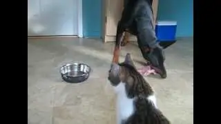Doberman eating chicken carcasses with a jealous cat