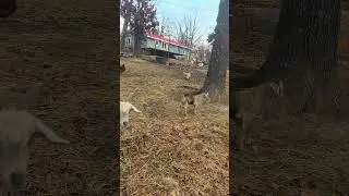 hay time #subscribe #help #farmlife #homestead #cow #lifeisbutadream #fypシ゚viral