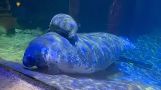 Vlog The Zoo Lights