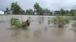 Sukhavanam farm today😔Impact of cyclone Fengal. Though worried, surprised to see banana stand tall.