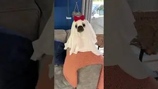 If ghosts are not real&hellip; explain this then! 👻 #pug #dog #funny #shorts