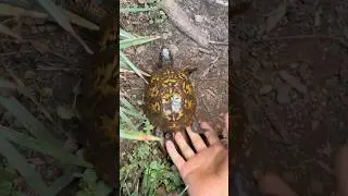 Can Box Turtles Swim?? 🤔