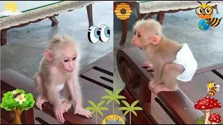 What is it like to play MONKEY YUU alone? #monkey #monkeyvideo #monkeylove