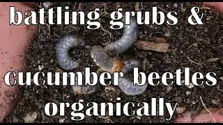 battling PESTs-Organically- #grubs & Cucumber BEETLES #southerncaliforniagardening #gardeningtips