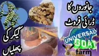 What is the importance of desi babool tree. دیسی کیکر کی پھلیاں