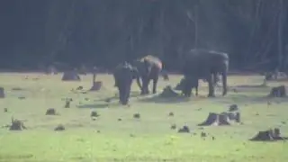 Elephant Herd Kabini.MPG