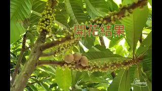 麻美果環刻提早結果後，似乎營養不良似乎要掉果。