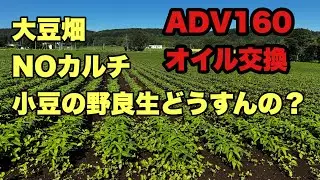 2025年　6月28日　大豆畑NOカルチ　小豆の野良生どうすんの？　ADV160オイル交換