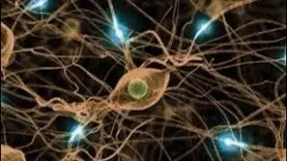 How Nerves works! A body,s Electric System
